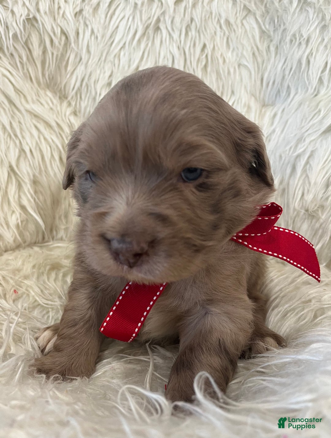 Mixed Breed dogs for sale: Max - Ad 4