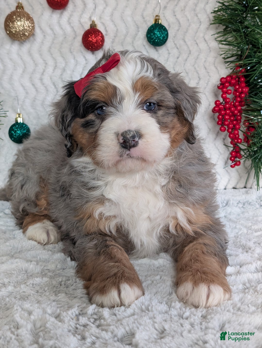 Mini Bernedoodle dogs for sale: Mini Hayes - Ad 18