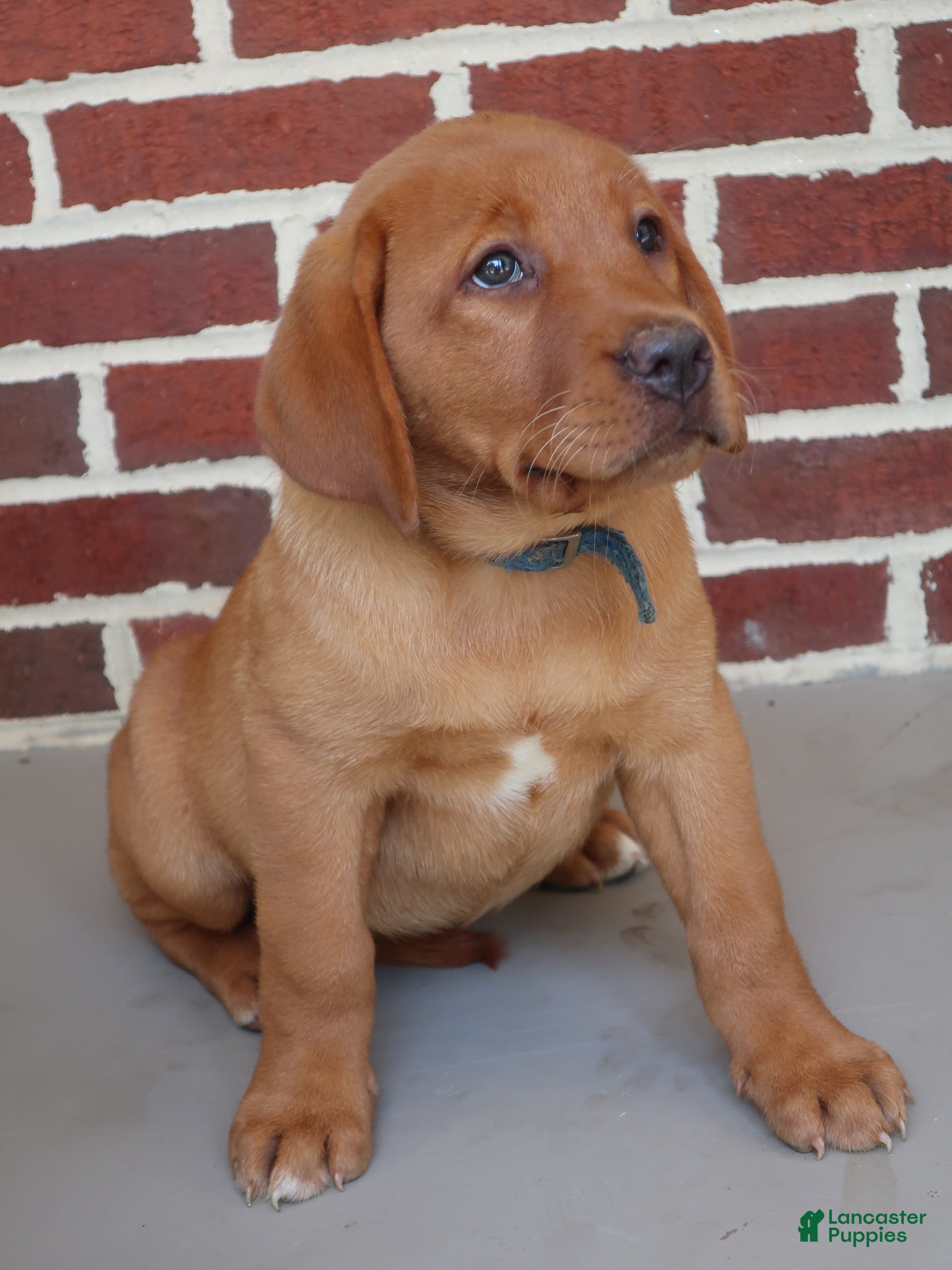 Labrador Retriever dogs Hazel - Ad 2