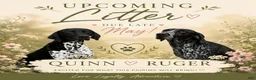 German Shorthaired Pointer dogs for sale: Annie - Ad 3