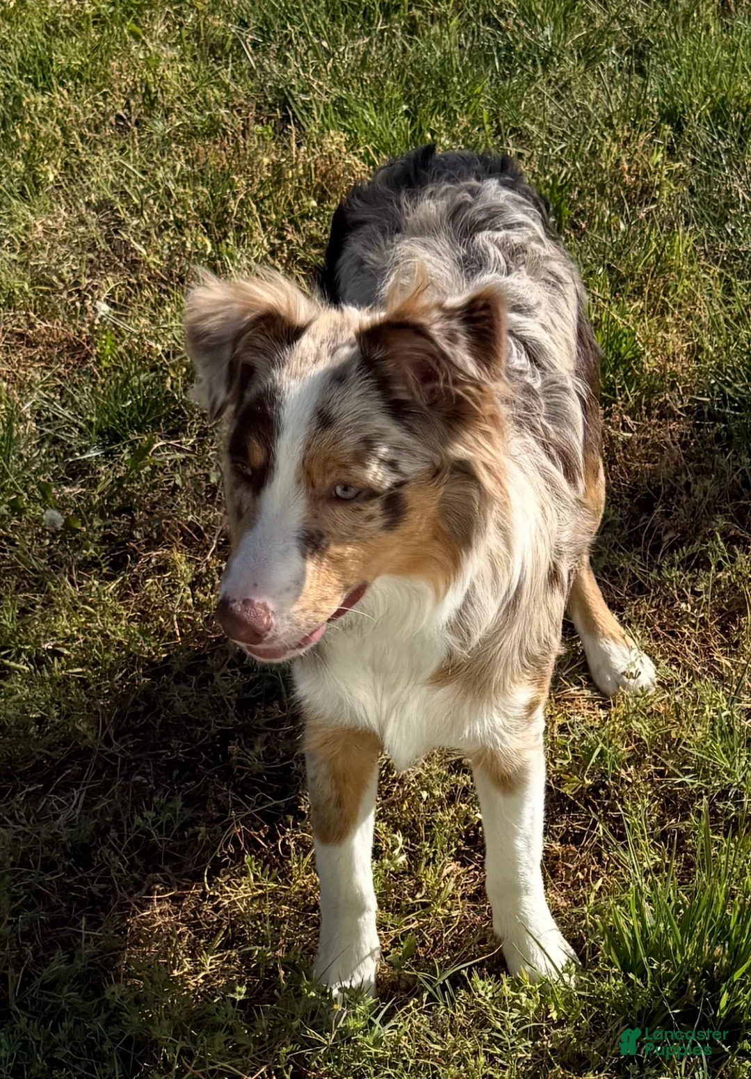 Miniature Australian Shepherd dogs for sale: Miniature Australian Shepherd - 6 months old - Ad 1