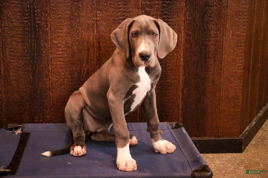 Great Dane dogs for sale: Liberty - Ad 6
