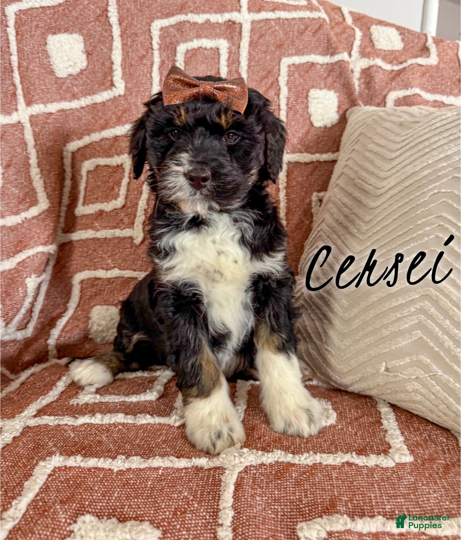 Aussiedoodle dogs Cersei - Standard F1 - Ad 25