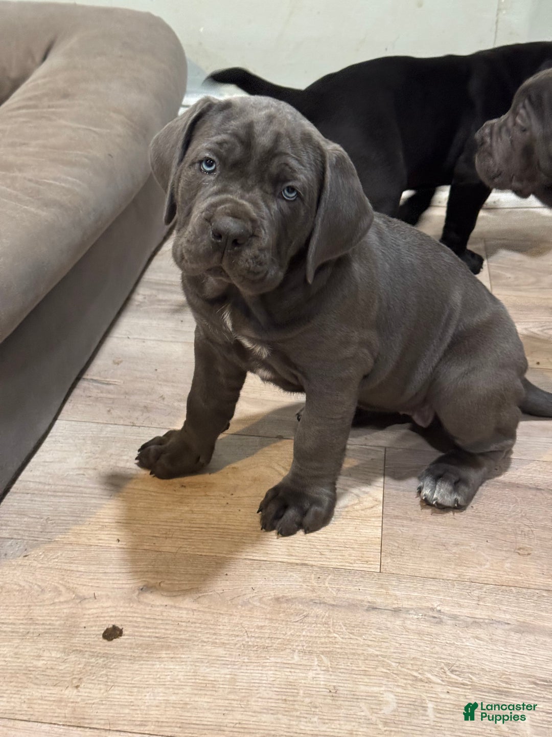 Cane Corso dogs for sale: Persephone - Ad 10