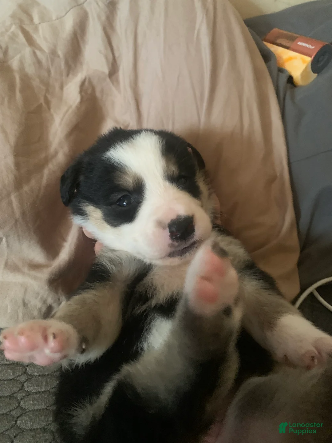 Australian Shepherd dogs for sale: Australian Shepherd 6 - Ad 1