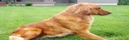 Golden Retriever dogs for sale: Maggie - Ad 7