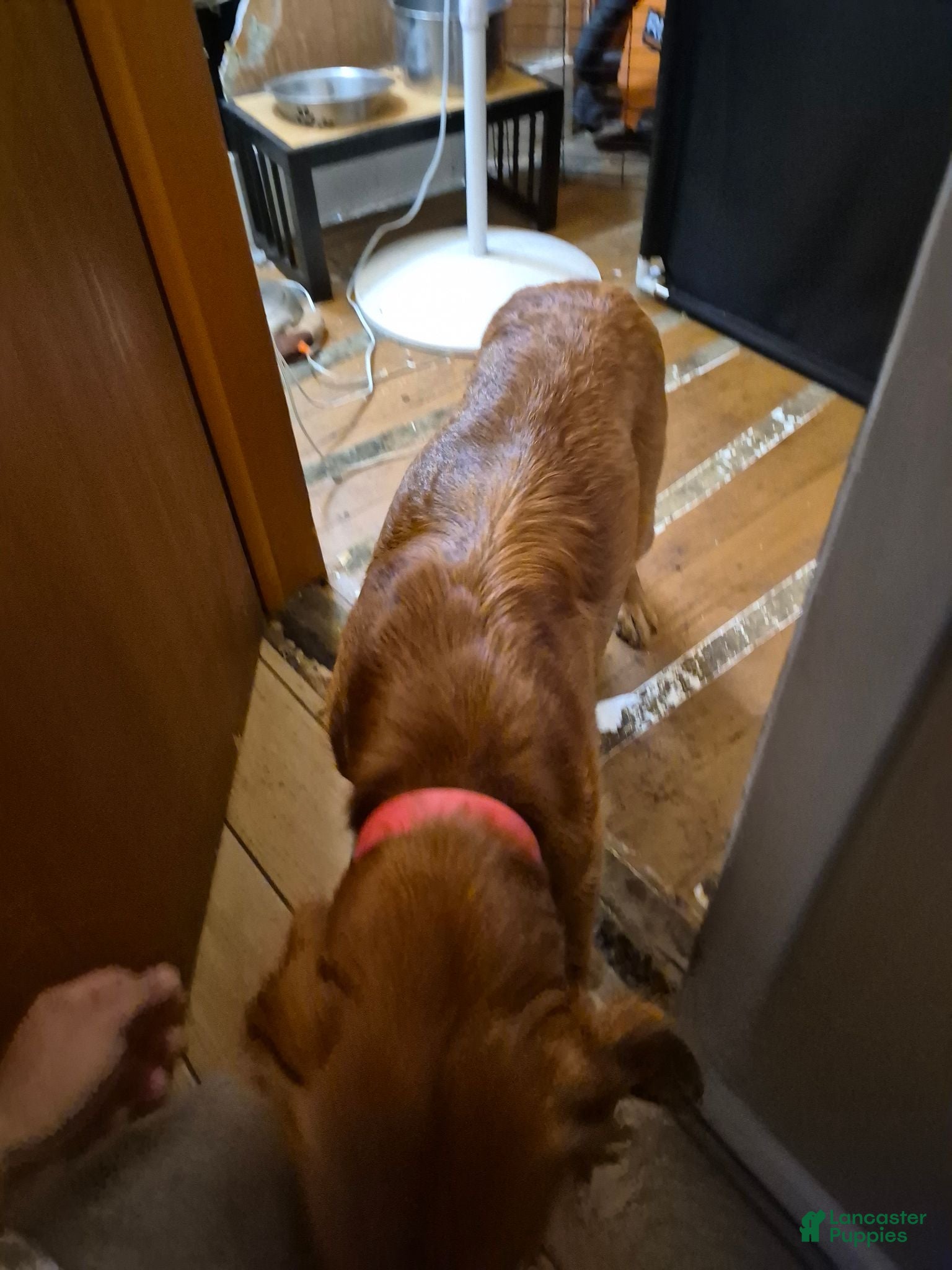 Golden Retriever dogs Golden Retriever 2 - Ad 2