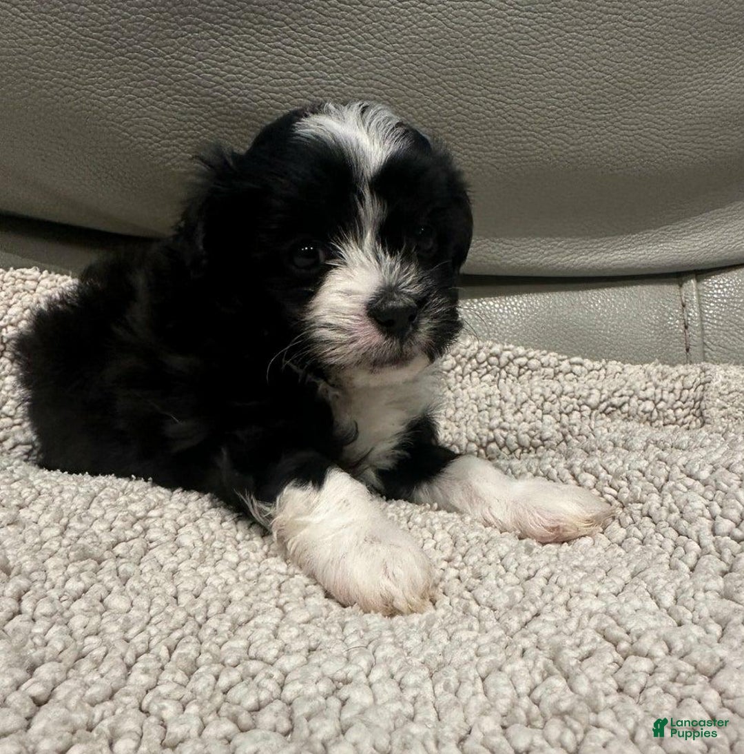 Maltipoo dogs for sale: Joel - Ad 19