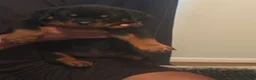 Rottweiler dogs for sale: Rottweiler 2 - Ad 3