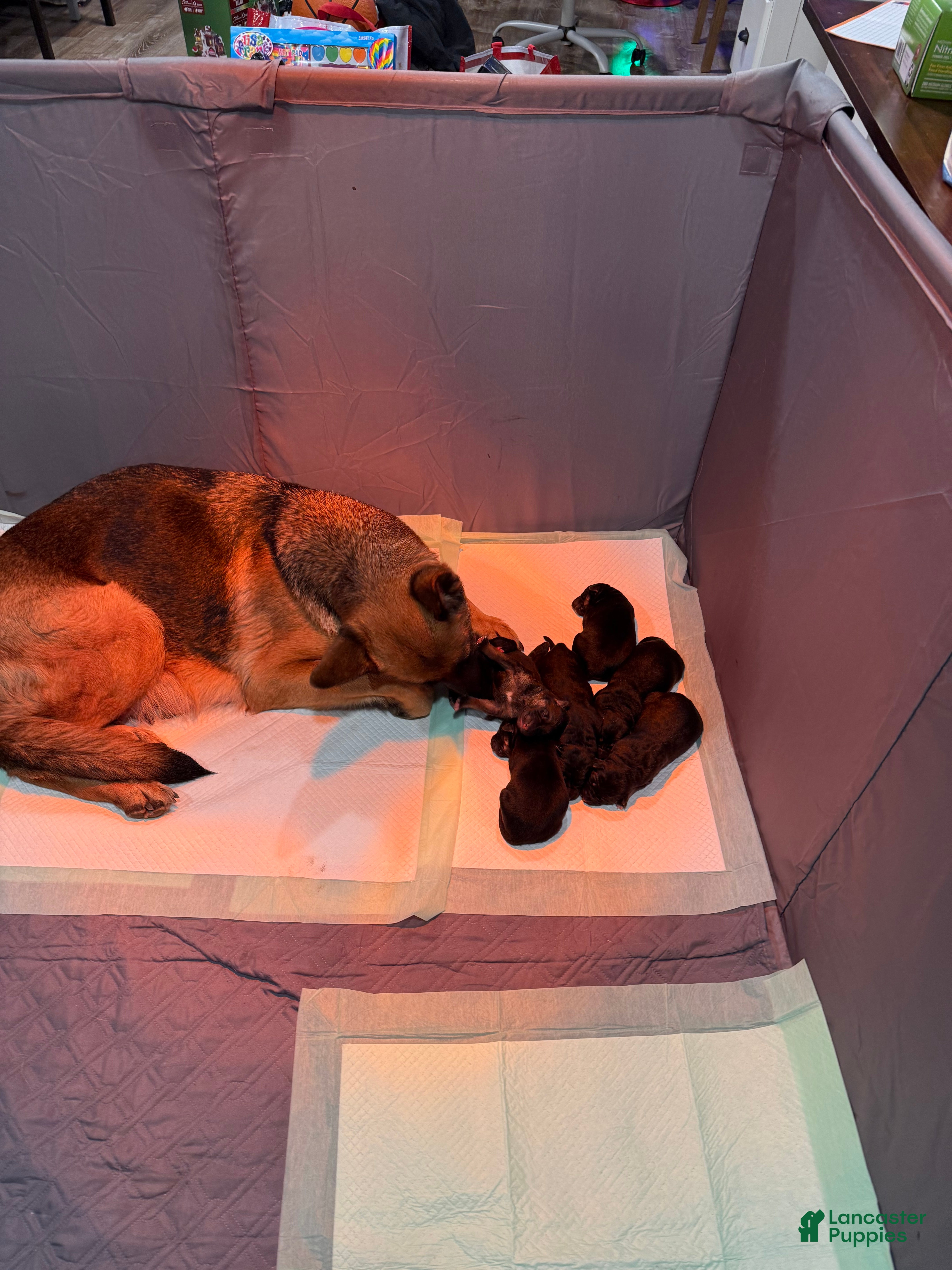 German Shepherd dogs German Shepherd Puppy 4 - Ad 9