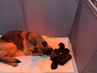 German Shepherd dogs German Shepherd Puppy 4 - Ad 18