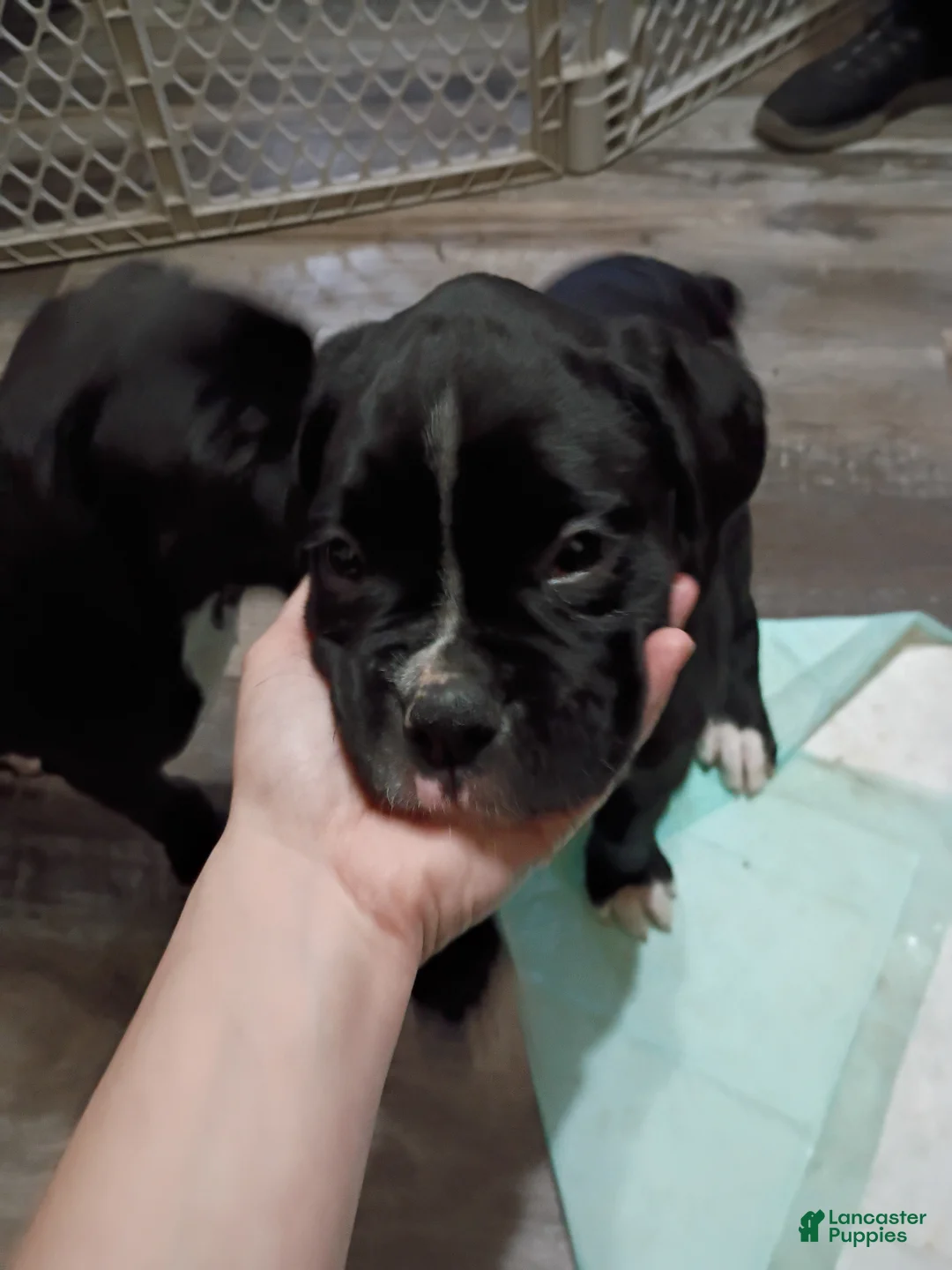 Boxer dogs for sale: Holly - Ad 1