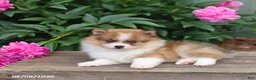 Pomeranian dogs for sale: Kodiak - Ad 5