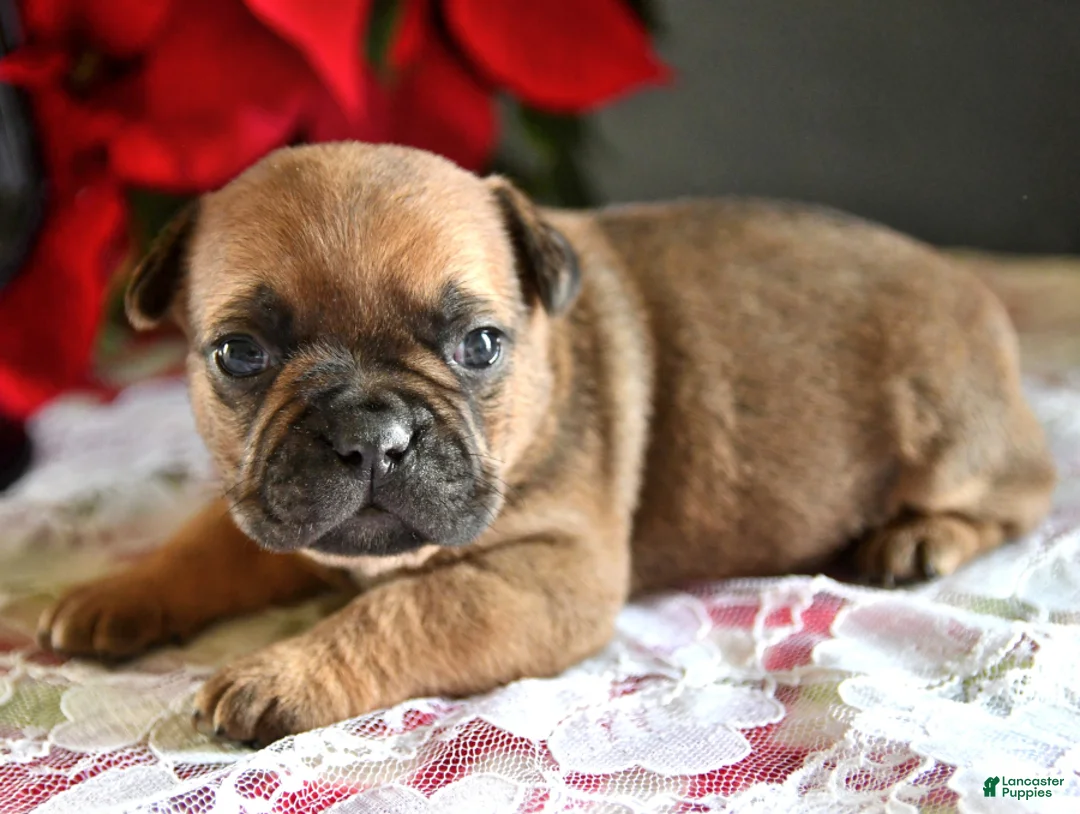 Gallery Image {{count}}