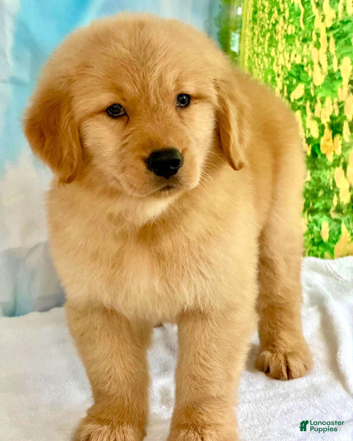 Golden Retriever dogs Golden Retriever 2 - Ad 25