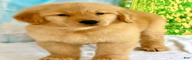 Golden Retriever 2