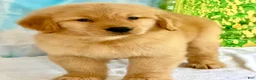 Golden Retriever dogs for sale: Golden Retriever 2 - Ad 1
