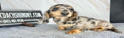 Dachshund dogs for sale: Ch Harriet LH dappleAkc - Ad 15