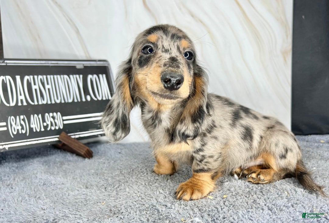 Dachshund dogs for sale: Ch Harriet LH dappleAkc - Ad 15