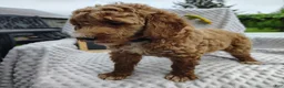 Mini Goldendoodle dogs for sale: Penny - Ad 3