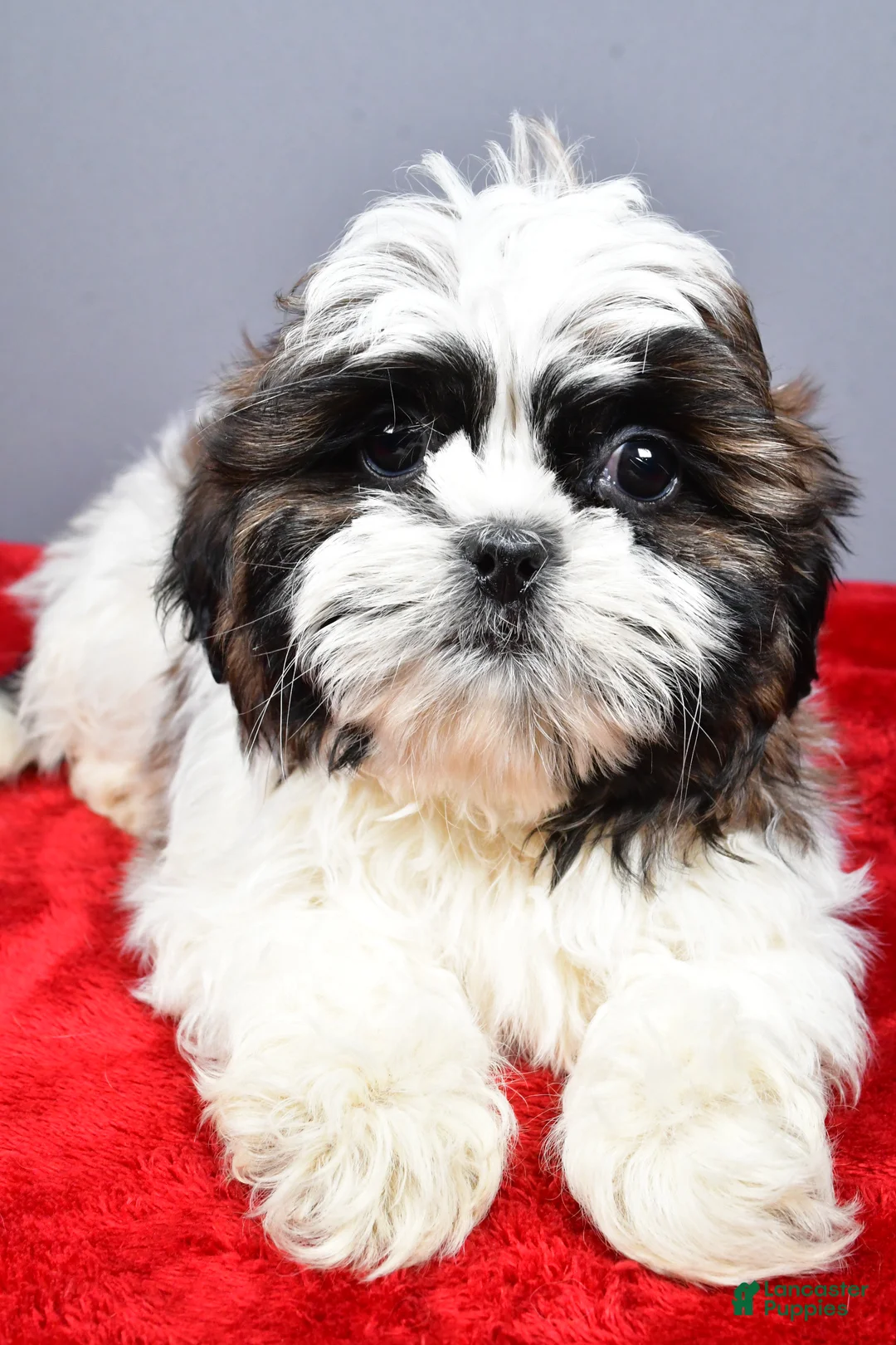 Shih Tzu dogs for sale: Flash - Ad 4