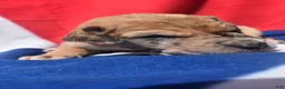 Great Dane dogs for sale: Great Dane - Hot Pink - Fawn Merle (Scooby Doo) - Ad 4