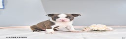 Boston Terrier dogs for sale: Archie - Ad 1