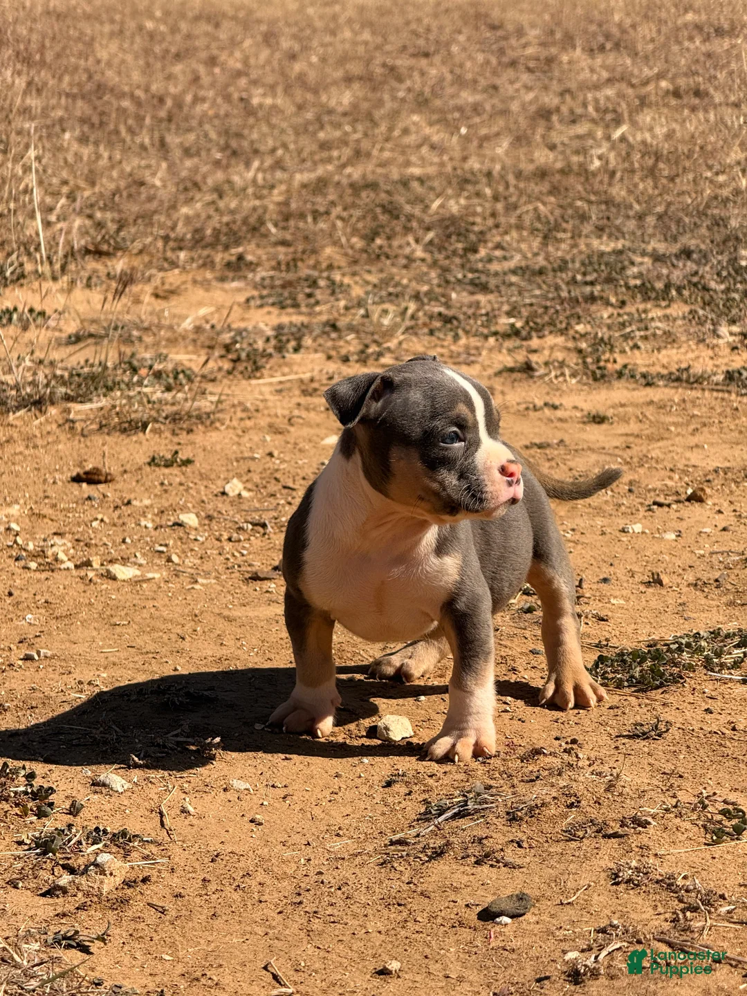American Bully dogs for sale: American Bully Puppy 2 - Ad 11