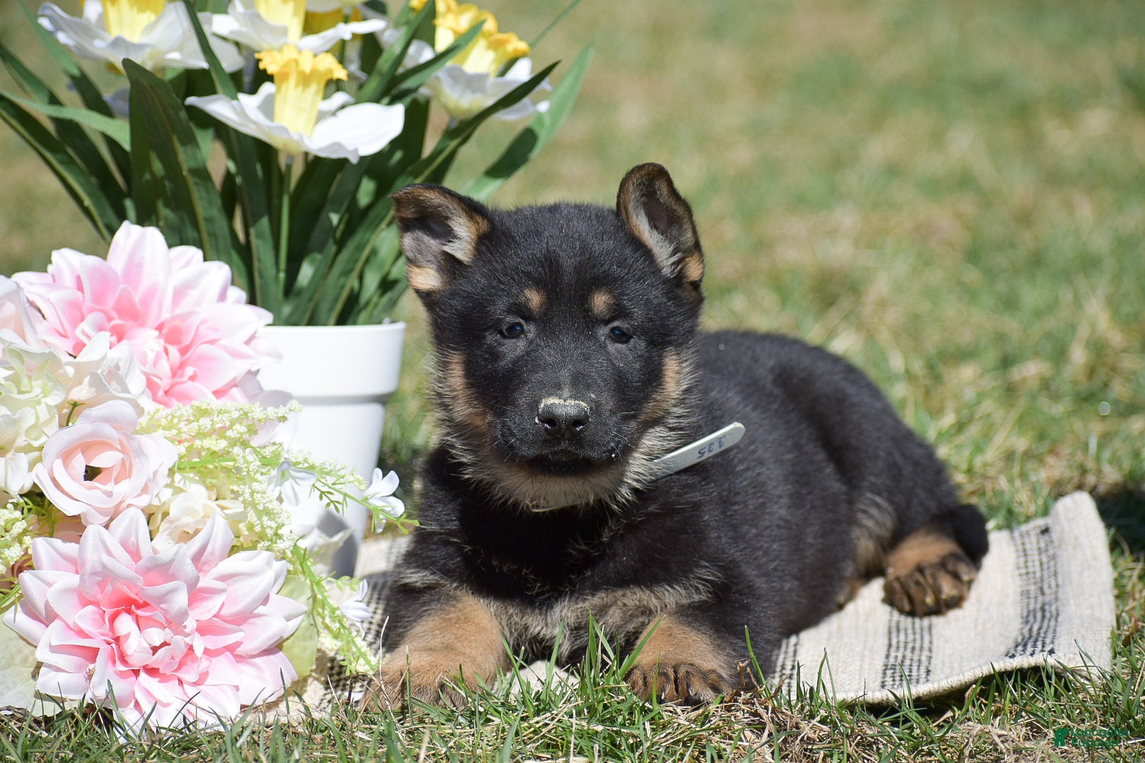 German Shepherd dogs Elvis - Ad 2