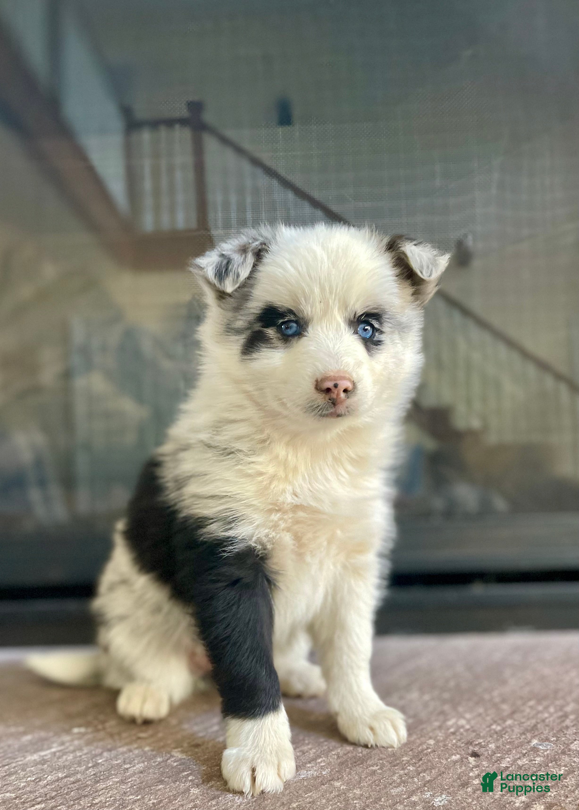 Pomsky dogs Cherry - Ad 1