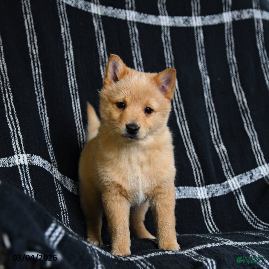 Schipperke dogs Finnegan - Ad 2