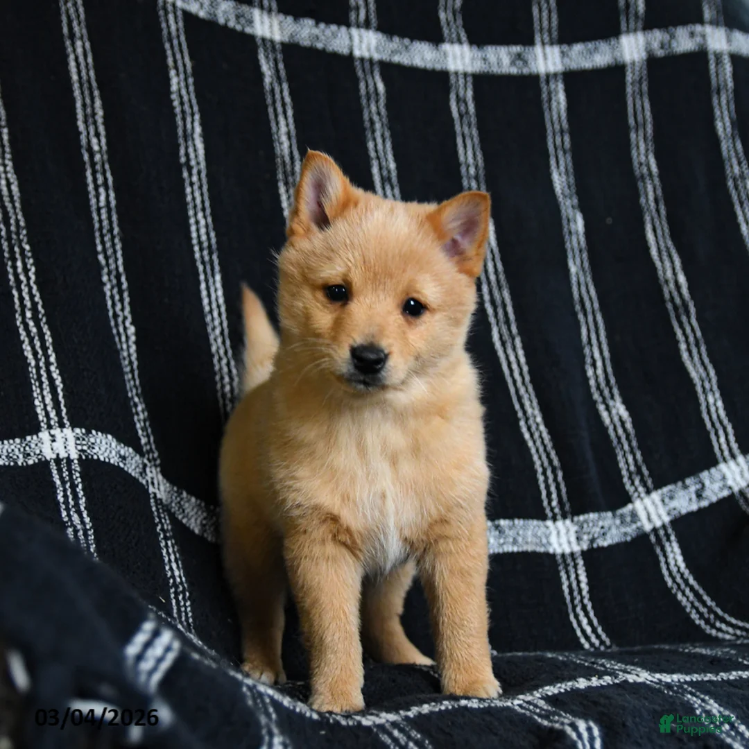 Schipperke dogs for sale: Finnegan - Ad 2