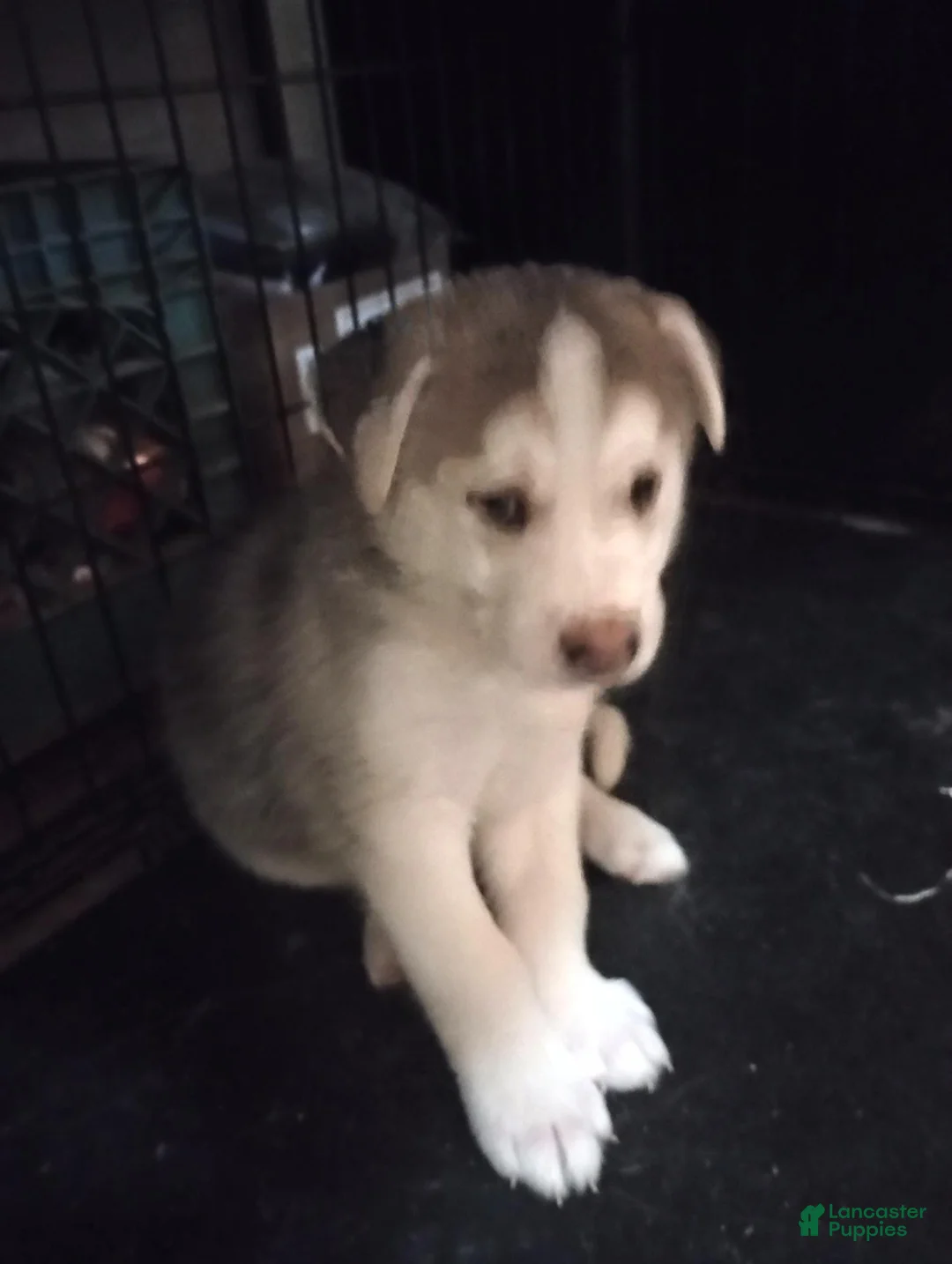 Mixed Breed dogs for sale: Mixed Breed 1 - Ad 1