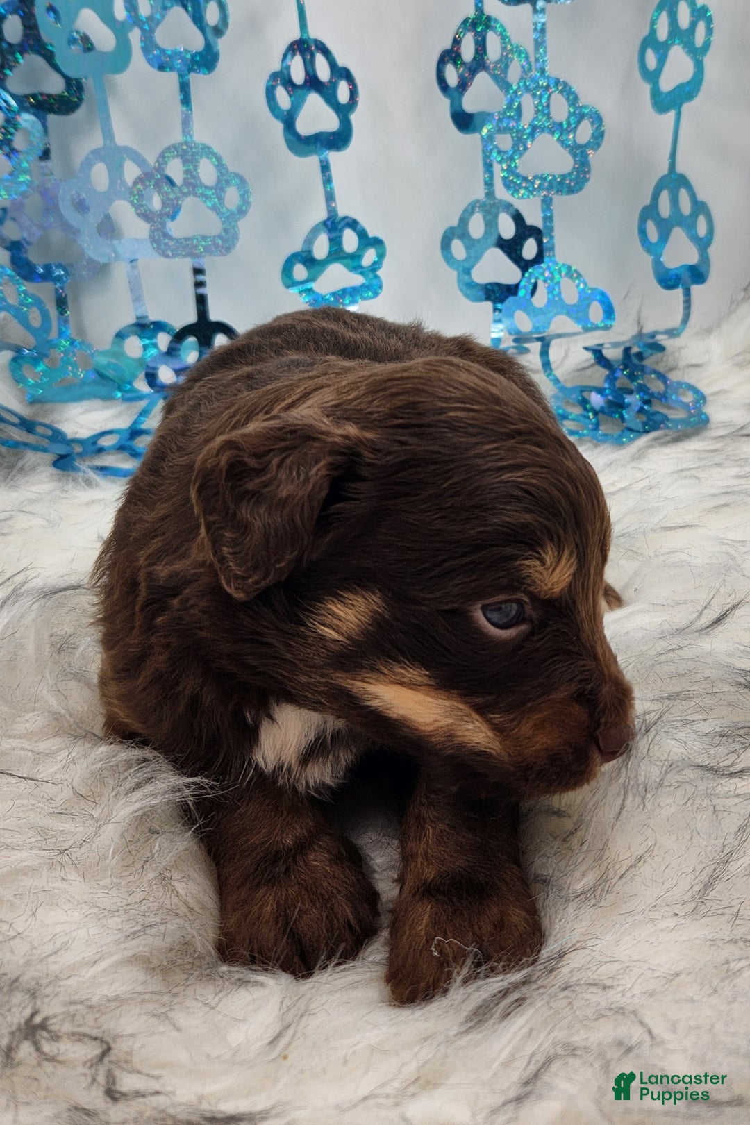 Mini Aussiedoodle dogs for sale: Mini Aussiedoodle Puppy 1 - Ad 5