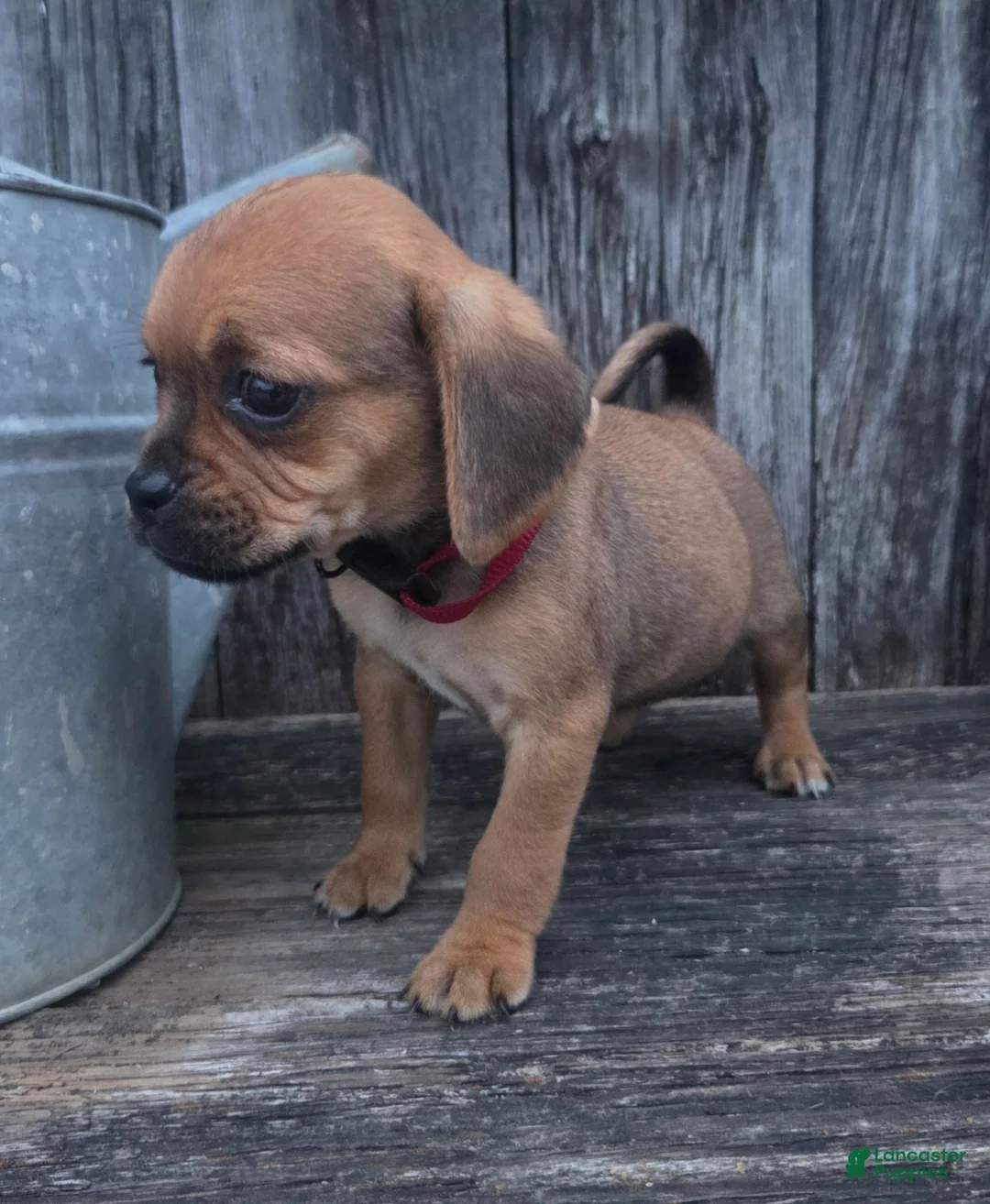 Puggle dogs for sale: Smudge - Ad 2