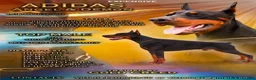 Doberman Pinscher dogs for stud: Adidas  - Ad 5