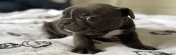 French Bulldog dogs for sale: Big Blue - Ad 4