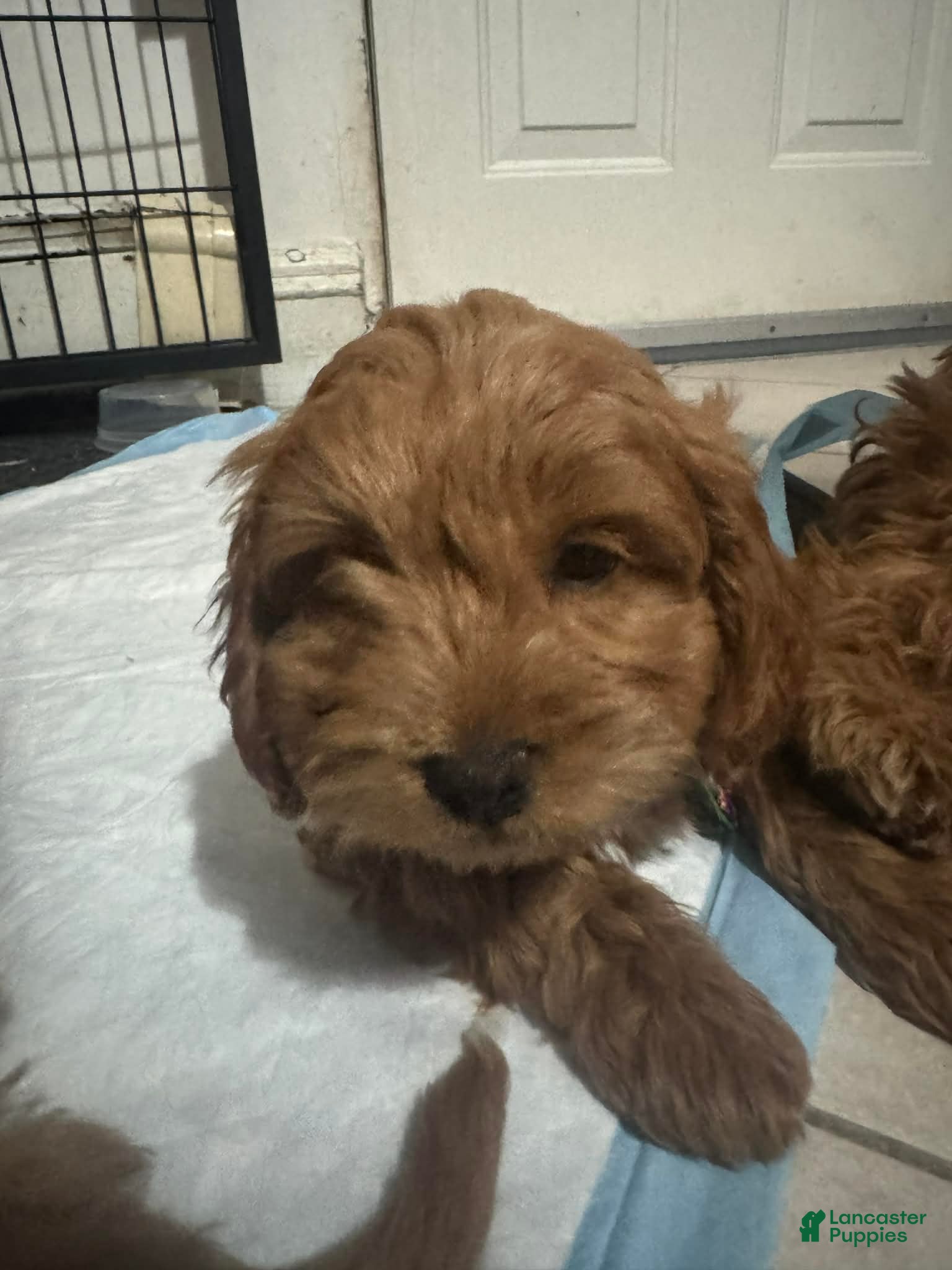 Mixed Breed dogs Novita - Ad 22