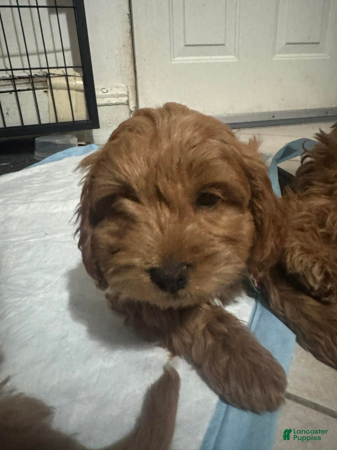 Mixed Breed dogs for sale: Novita - Ad 1