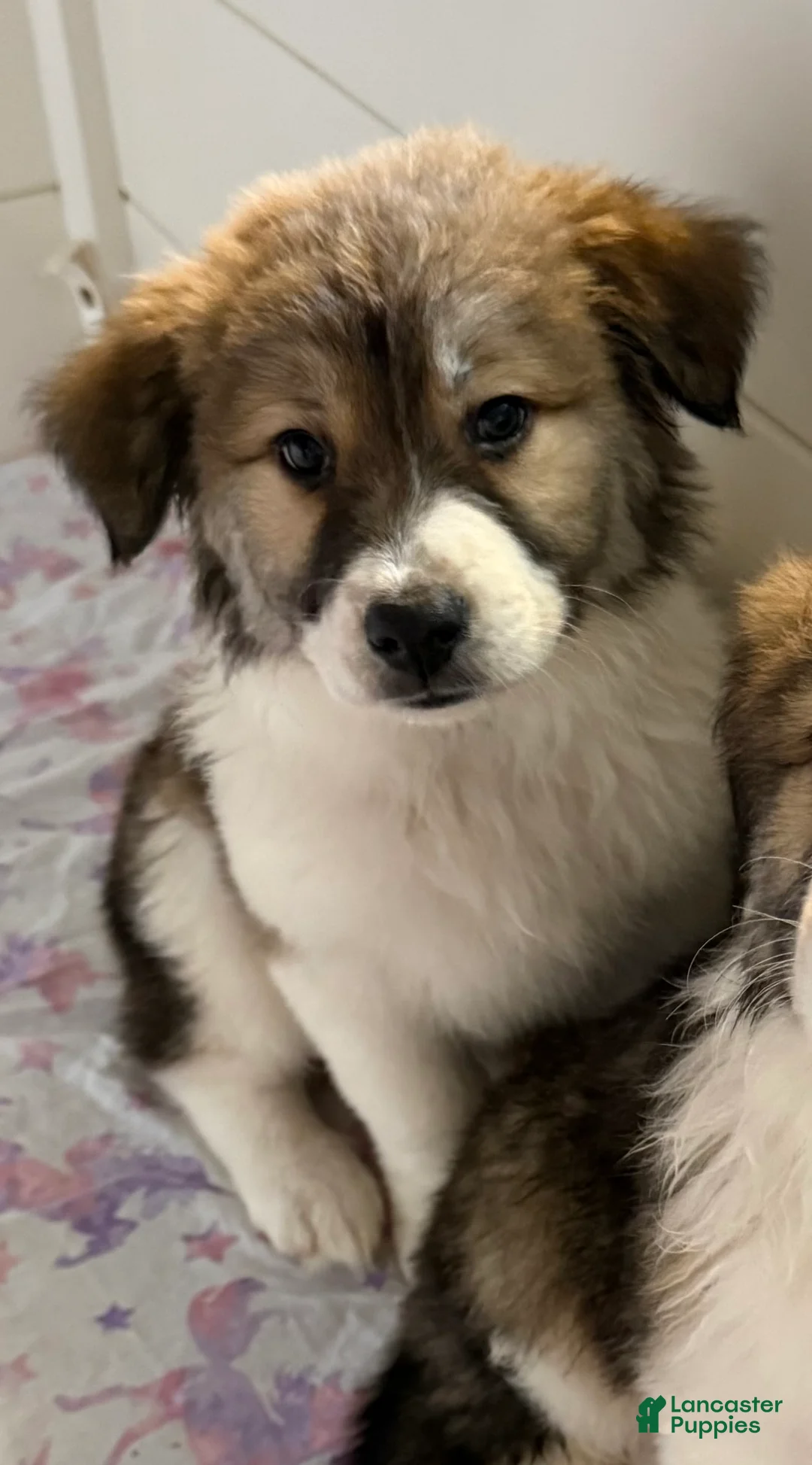 Mixed Breed dogs for sale: Ranger - Ad 2