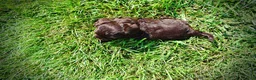 Havapoo dogs for sale: Hershey - Ad 9