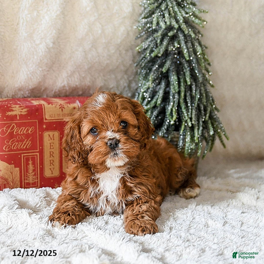 Cockapoo dogs for sale: Willow - Ad 2