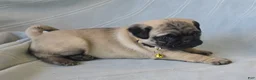 Pug dogs for sale: Daniel - Ad 4