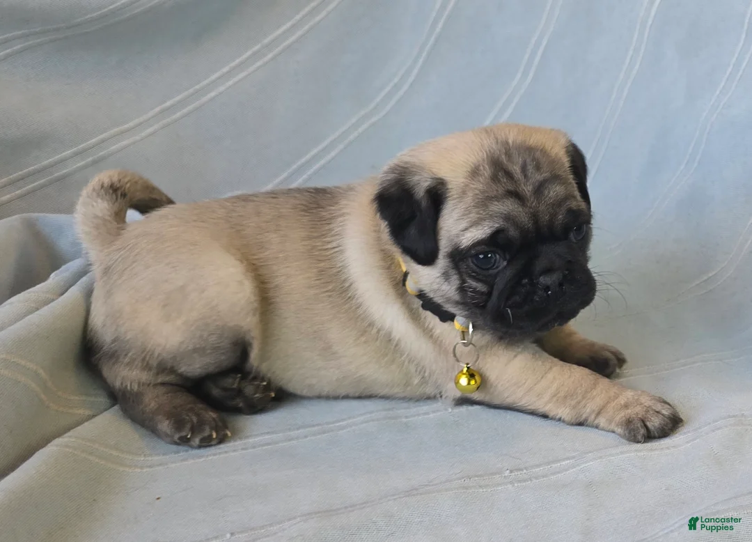 Pug dogs for sale: Daniel - Ad 4