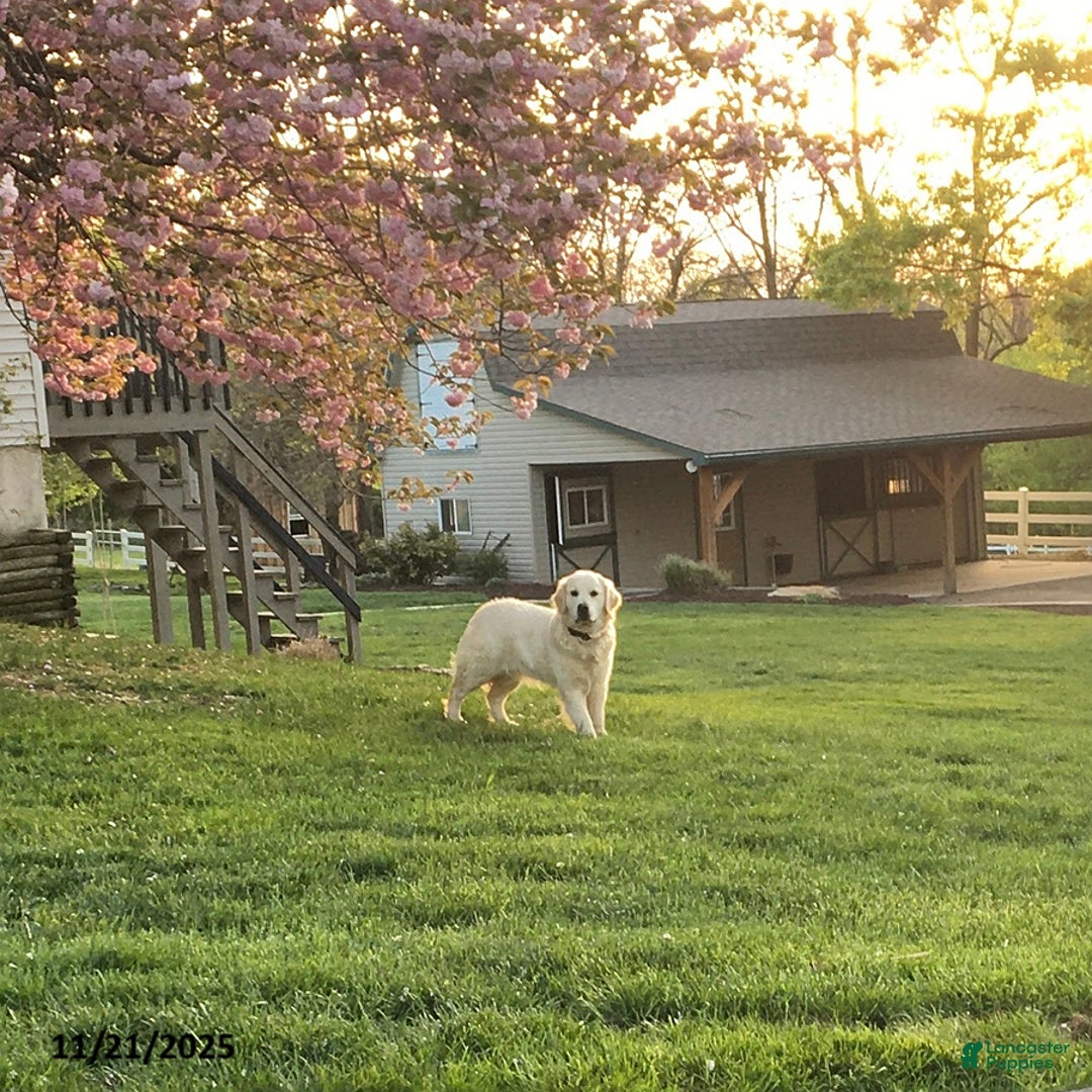 Golden Retriever dogs for sale: Emily - Ad 10