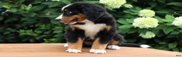 Bernese Mountain Dog dogs for sale: Kyra - Ad 3