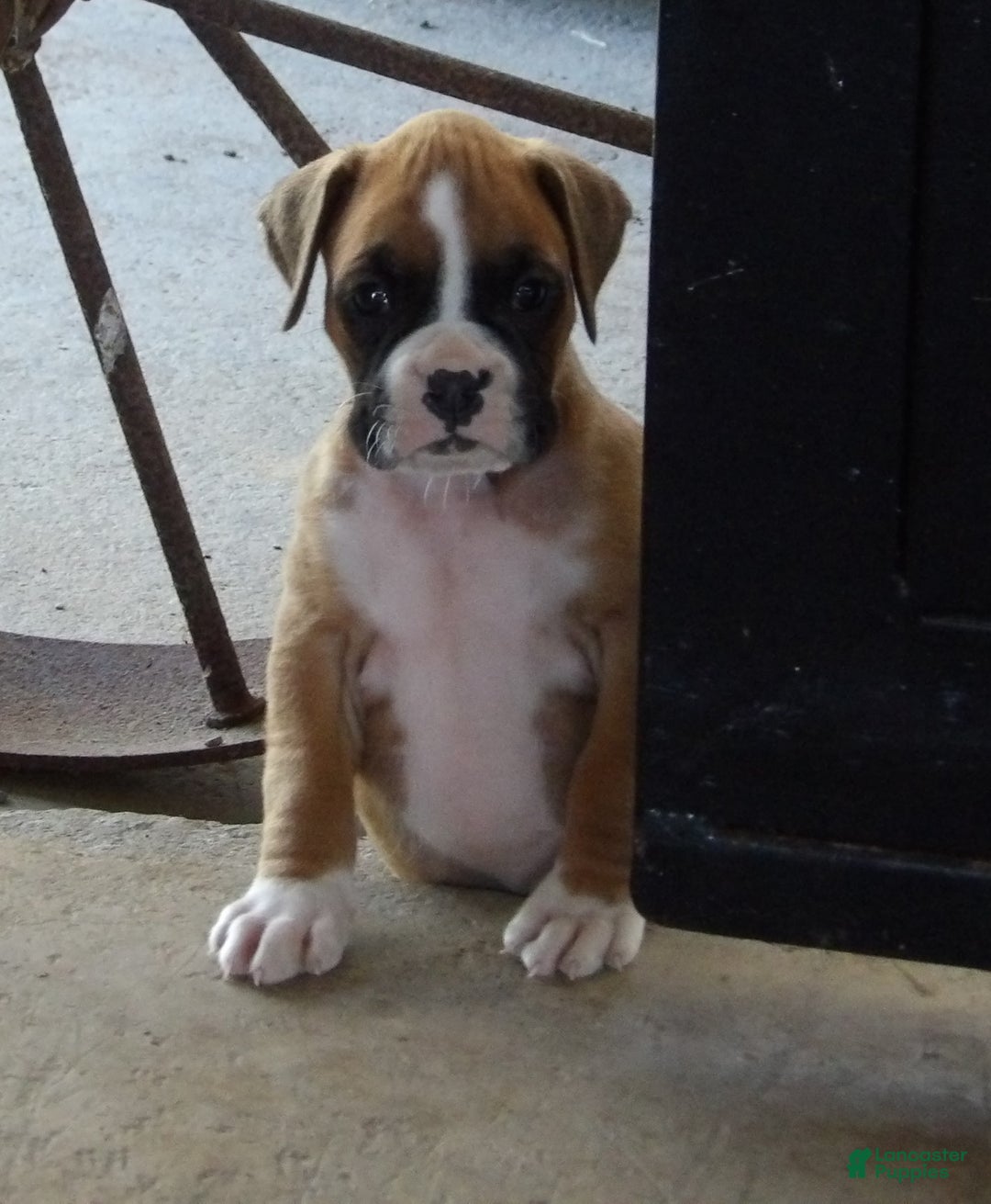 Boxer dogs for sale: Sam - Ad 2