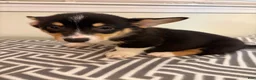 Welsh Corgi Pembroke dogs for sale: Bobby - Ad 3
