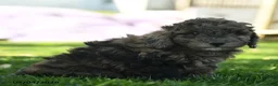 Mini Aussiedoodle dogs for sale: Nutmeg - Ad 3