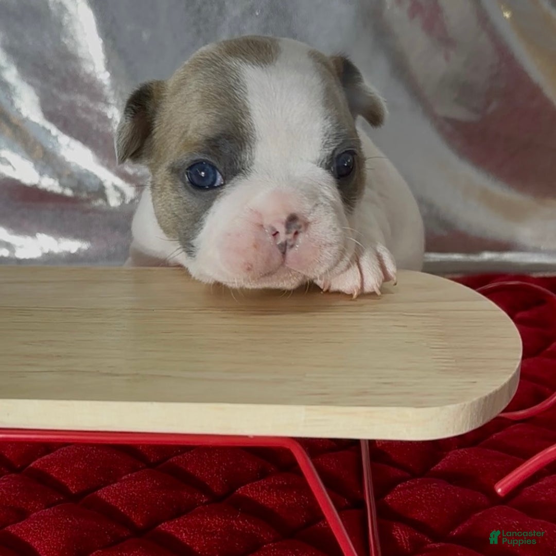 French Bulldog dogs for sale: Abbi - Ad 10